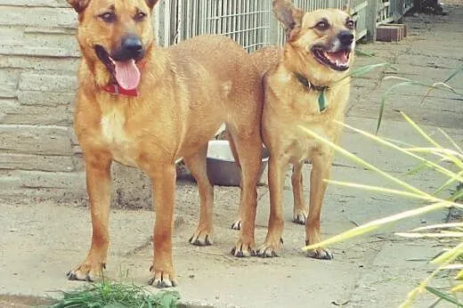 Wedel - sympatyczny rudzielec od zaraz do adopcji,