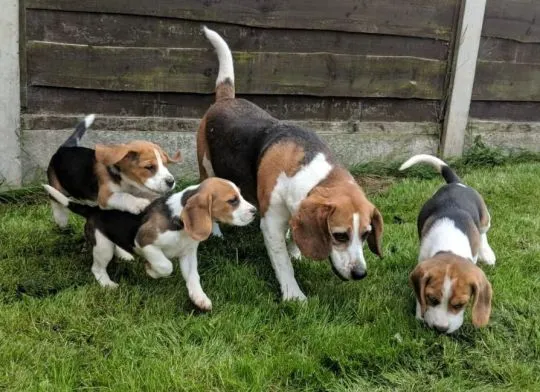 Kake Kc zabezpiecza urocze szczenięta Beagle szukające swojego domu., , Wybudowanie pod Wąwelno