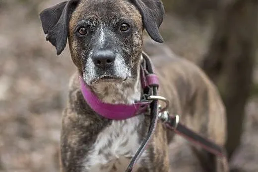 Kama do adopcji,  śląskie Sosnowiec