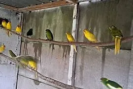 Modrolotka, Papuga kozia