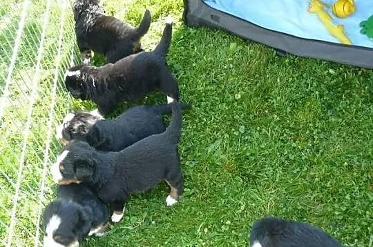Bernese mountain dog puppies with pedigree