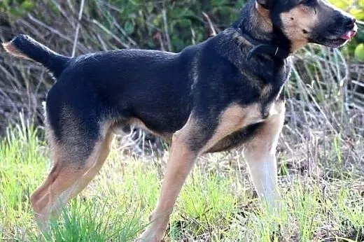 PEDRO- bardzo uczuciowy, przyjacielski psiak,  maz