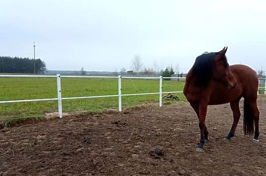 Ogrodzenie koni białe pcv słupki lonżownik pastuch