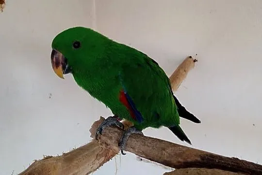 Sprzedam 2 Samczyki Lory wielkiej vocmaeri, Wielkopolskie, Rakoniewice