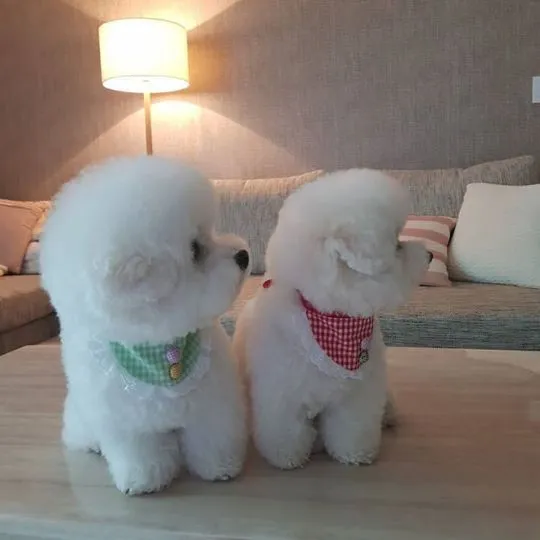 Czysto biały bichon frise dla każdego czystego domu.