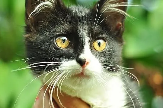 Piękny kocurek w typie kota syberyjskiego