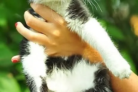 Piękny kocurek w typie kota syberyjskiego