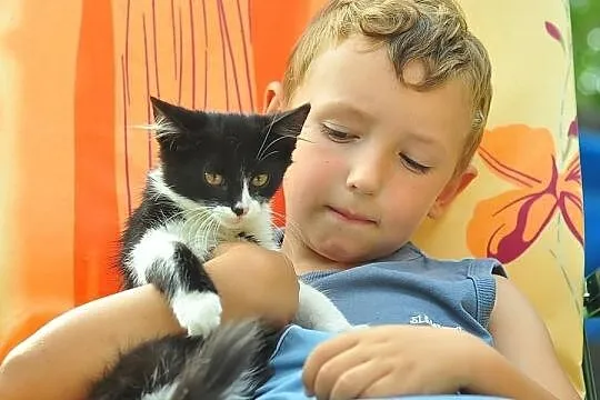 Piękny kocurek w typie kota syberyjskiego