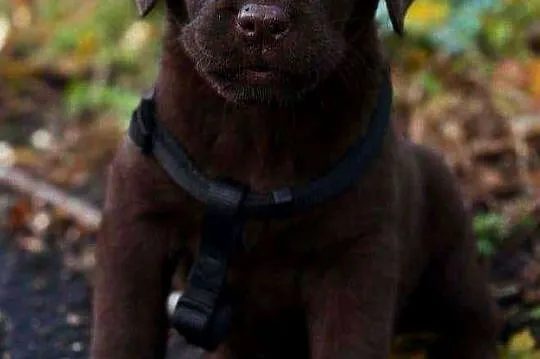 Labrador Retriever, Wielkopolskie, Gostyń