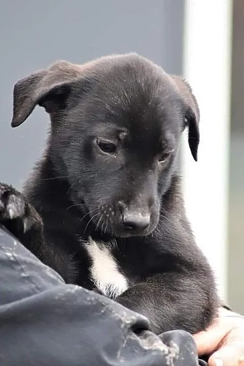 TOBI wesoły rezolutny Anioleczek poleca się do adopcji, , Wrocław