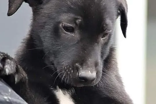TOBI wesoły rezolutny Anioleczek poleca się do adopcji, , Wrocław