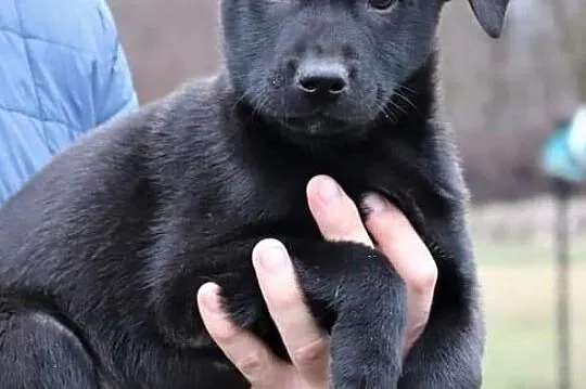 TOBI wesoły rezolutny Anioleczek poleca się do adopcji, , Wrocław