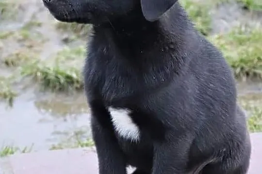 TOBI wesoły rezolutny Anioleczek poleca się do adopcji, , Wrocław