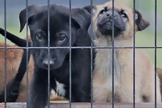 TOBI wesoły rezolutny Anioleczek poleca się do adopcji, , Wrocław