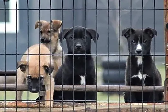 TOBI wesoły rezolutny Anioleczek poleca się do adopcji, , Wrocław
