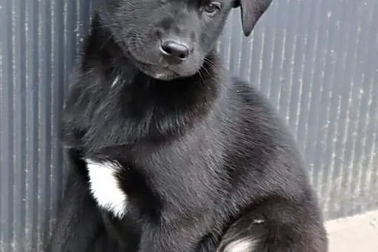TOBI wesoły rezolutny Anioleczek poleca się do adopcji, , Wrocław