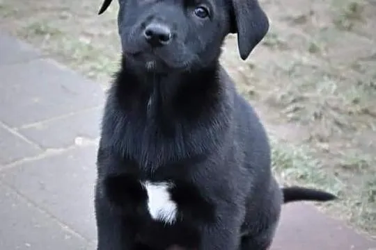 TOBI wesoły rezolutny Anioleczek poleca się do adopcji, , Wrocław