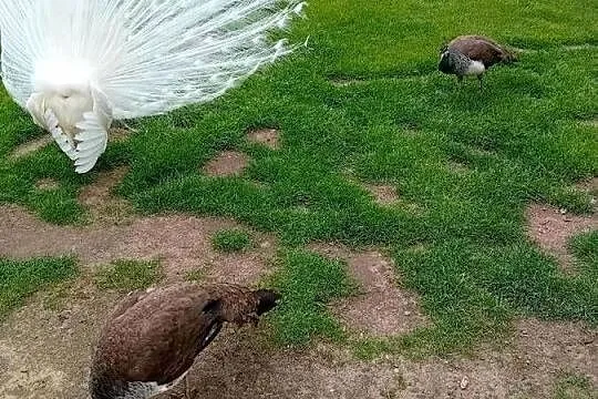 Jaja legowe pawi  królewieckich, Mazowieckie, Siedlce