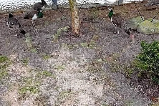 Jaja legowe pawi  królewieckich, Mazowieckie, Siedlce