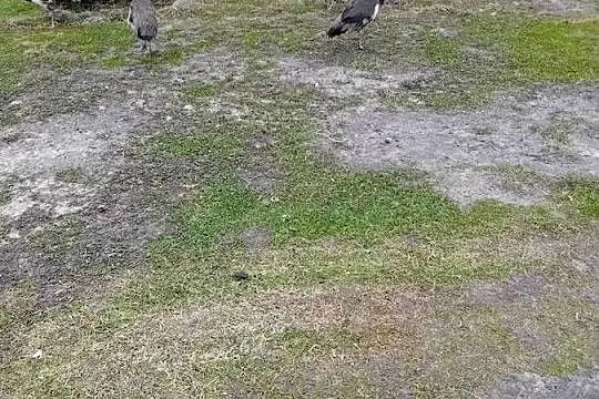 Jaja legowe pawi  królewieckich, Mazowieckie, Siedlce