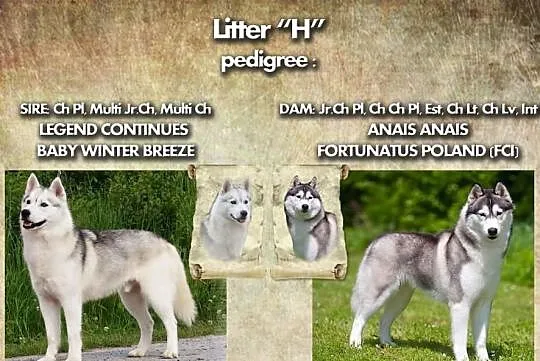 Siberian Husky - Piękne pieski z rodowodem!