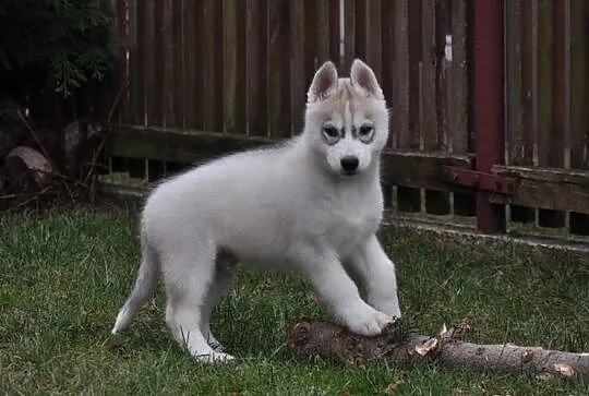 Siberian Husky - Piękne pieski z rodowodem!