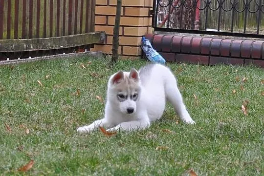 Siberian Husky - Piękne pieski z rodowodem!