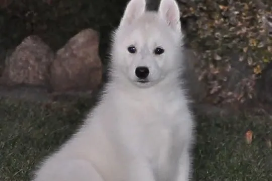 Siberian Husky - Piękne pieski z rodowodem!