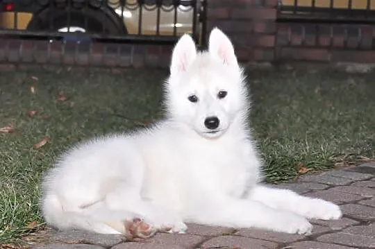 Siberian Husky - Piękne pieski z rodowodem!