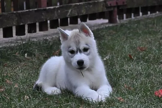 Siberian Husky - Piękne pieski z rodowodem!