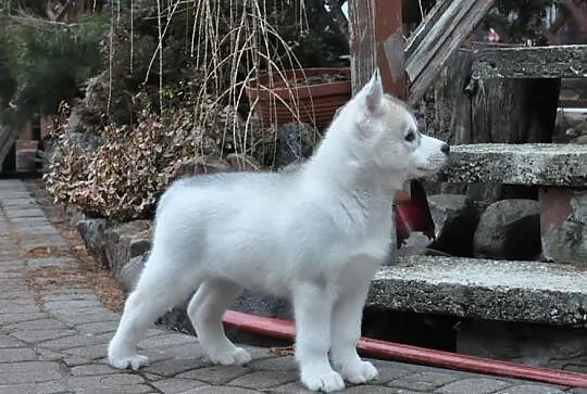 Siberian Husky - Piękne pieski z rodowodem!
