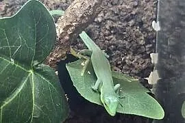 Gastropholis prasina