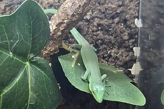 Gastropholis prasina, Małopolskie, Kraków