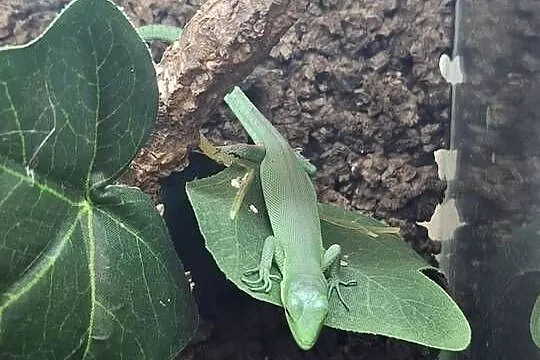 Gastropholis prasina, Małopolskie, Kraków
