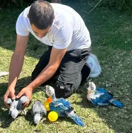 Zdrowe papugi/pisklęta i jaja papugowe, w tym automatyczne inkubatory, na sprzedaż.