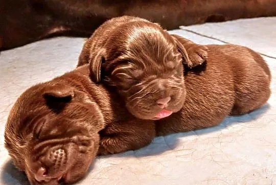 Labrador Retriever Czekoladowy