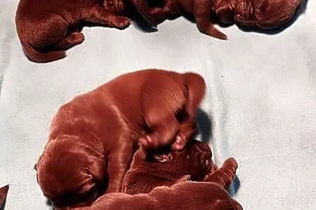 Labrador Retriever Czekoladowy, Łódzkie, Piekary