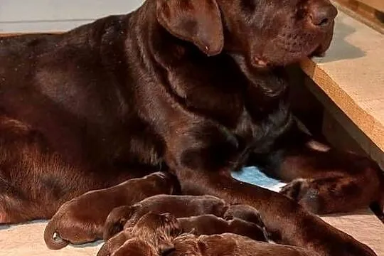Labrador Retriever Czekoladowy, Łódzkie, Piekary