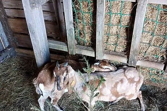Kozy, Świętokrzyskie, Konieczno