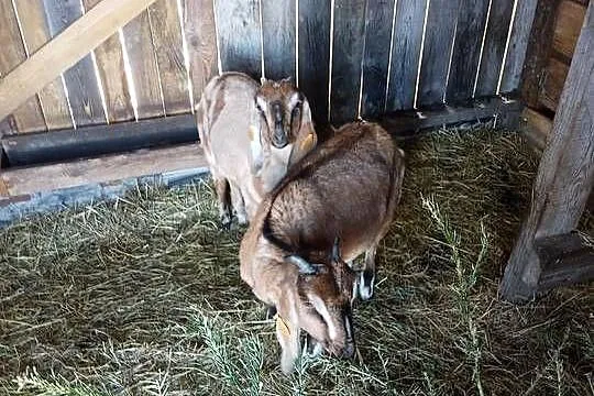 Kozy, Świętokrzyskie, Konieczno