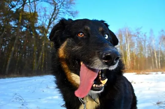 Krabik - piękny, spokojny, duży psiak do adopcji_ FILMIKI