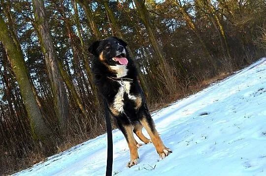 Krabik - piękny, spokojny, duży psiak do adopcji_ 