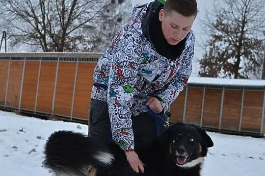 Krabik - piękny, spokojny, duży psiak do adopcji_ 