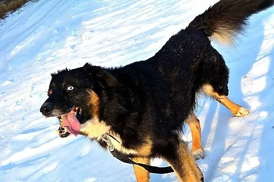 Krabik - piękny, spokojny, duży psiak do adopcji_ 