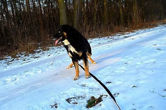 Krabik - piękny, spokojny, duży psiak do adopcji_ 