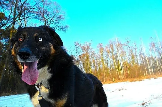 Krabik - piękny, spokojny, duży psiak do adopcji_ 