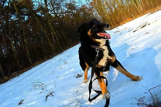 Krabik - piękny, spokojny, duży psiak do adopcji_ 