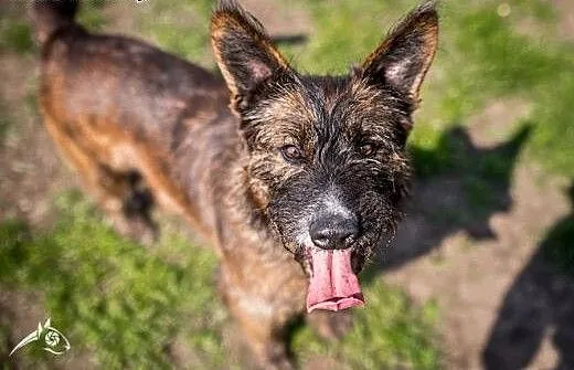 Dostojna 4letnia Londi poleca sie do adopcji, dol