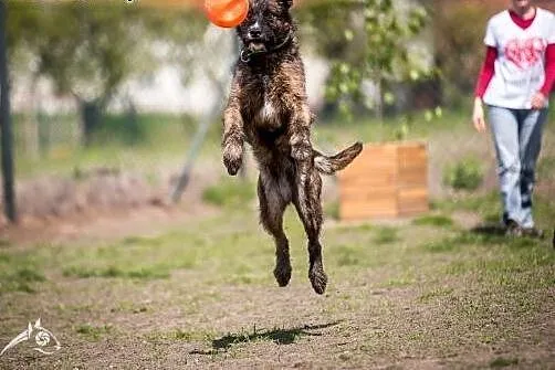 Dostojna 4letnia Londi poleca sie do adopcji,  dol