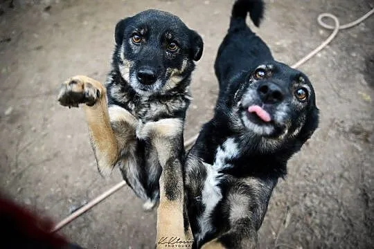 Megi i Pegi cudowne psie bliźniaczki, niekonflikto